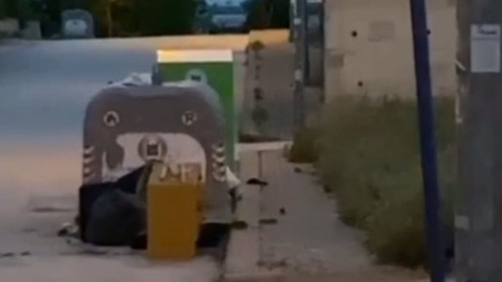 Ankara’da yağışların ardından caddeleri fare bastı