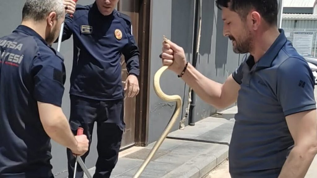 Bursa’da yakıt istasyonundaki yılan yakalama anı kamerada