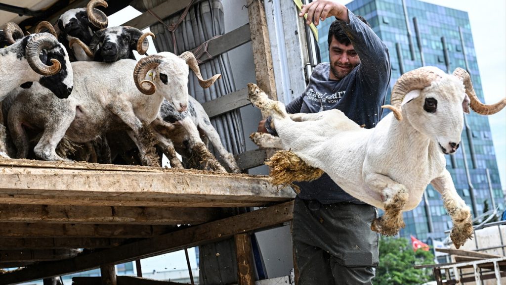 Kurbanlık seçiminde dikkat edilmesi gereken hususlar