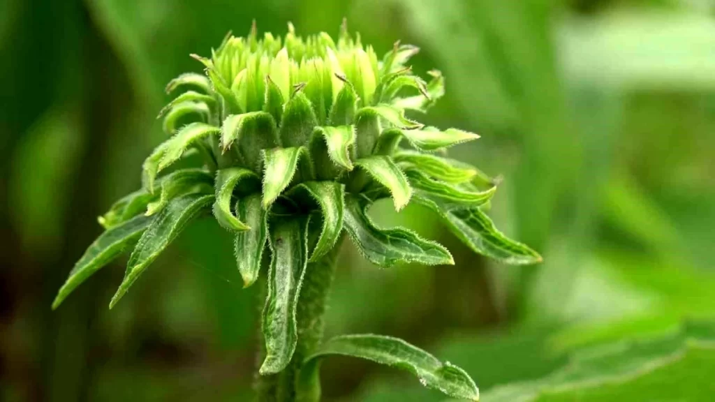 Samsun’da çiftçiler tıbbi, aromatik ve endemik bitki üretiyor