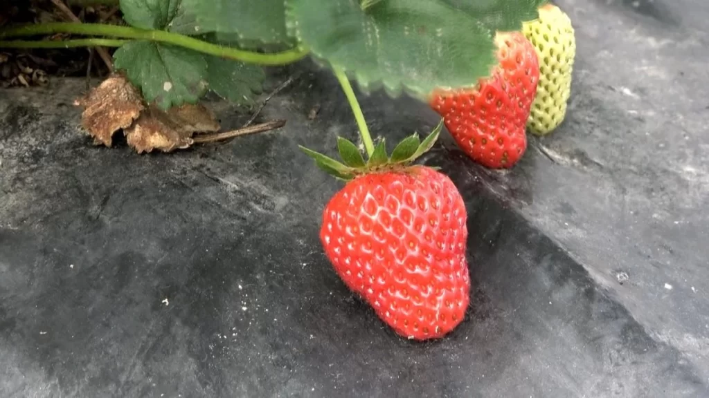 Samsun’un Alaçam ilçesinde özel aromalı çilek üretimi