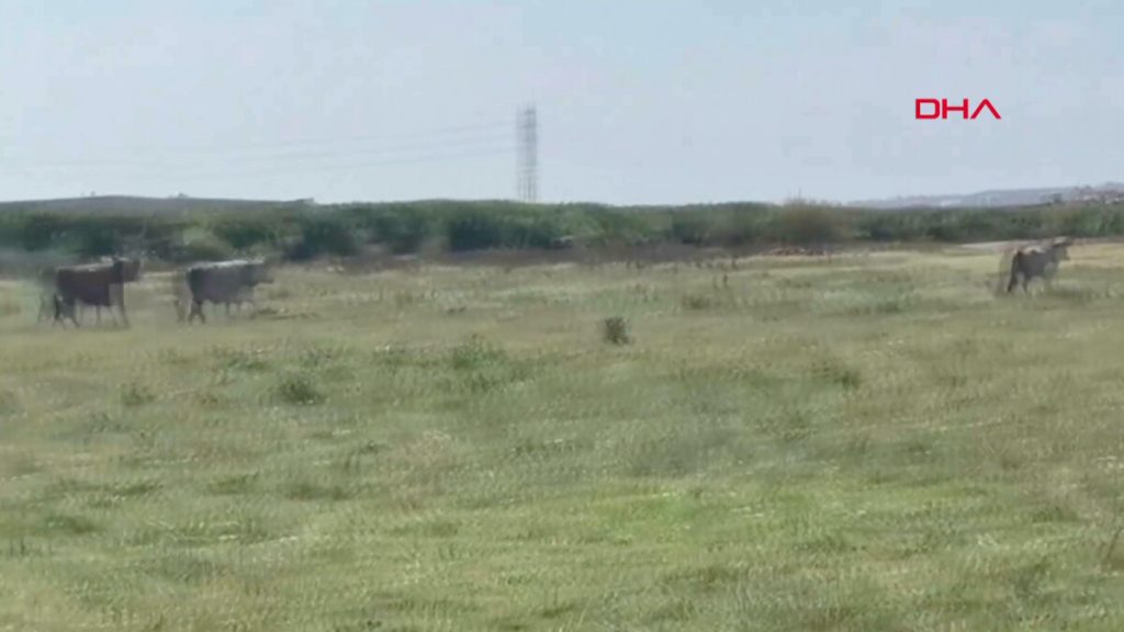 Avcılar’da 7 kurbanlık tosun kaçtı